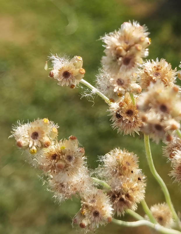 Gnaphalium uliginosum